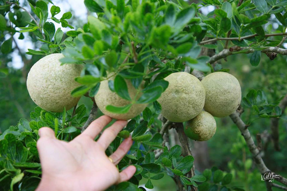 Khảo sát tính kháng oxy hóa và kháng khuẩn của cao chiết từ trái và lá cây quách (Limonia acidisima L.)