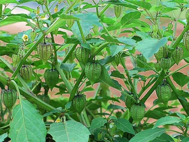 Nghiên cứu khả năng nhân giống Thù lù cạnh bằng hạt - giải pháp nâng cao thu nhập cho ngành nông nghiệp và phát triển kinh tế nông thôn