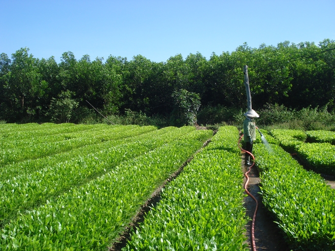 Thực trạng xác định giá trị doanh nghiệp nhà nước trong sản xuất lâm nghiệp hiện nay