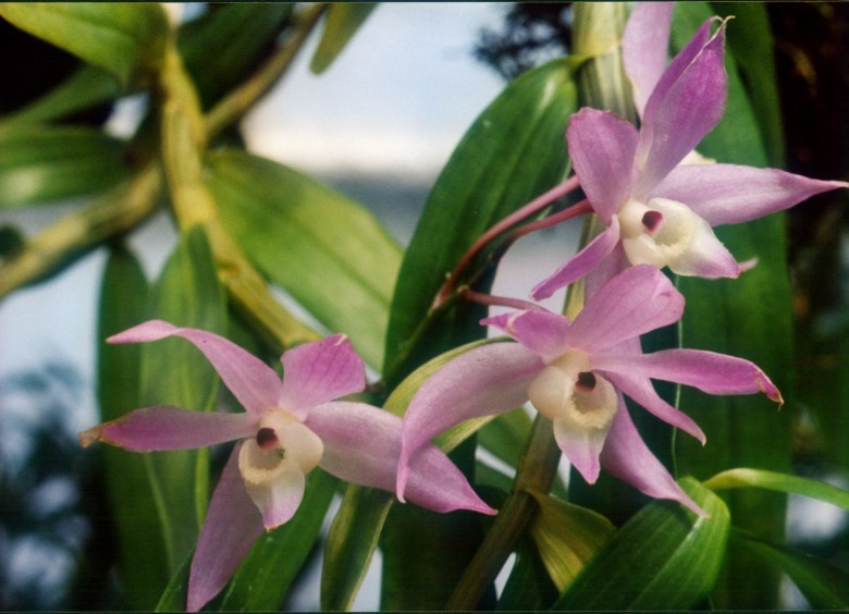 Ảnh hưởng của chitosan lên sự tăng sinh PLBs và tái sinh chồi của lan Thạch hộc tía (Dendrobium officinale Kimura et Migo) in vitro