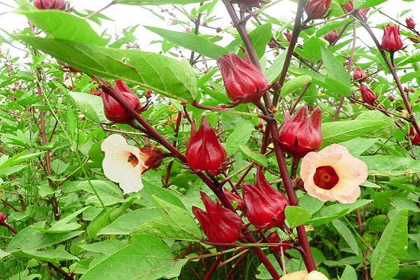 Nghiên cứu tạo giấy pH từ anthocyanin chiết xuất từ hoa atiso đỏ (Hibiscus sabdariffa L.) để ứng dụng trong phân tích và thực phẩm