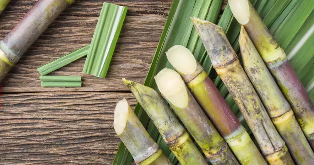 Nghiên cứu sự hài lòng của khách hàng đối với sản phẩm dinh dưỡng cây trồng Tiến Nông chuyên dùng cho cây mía