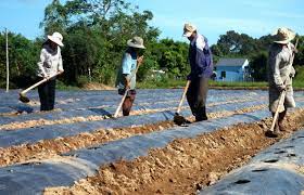 Vai trò của THT trong phát triển sinh kế bền vững của người Khmer tại huyện Cầu Ngang, tỉnh Trà Vinh