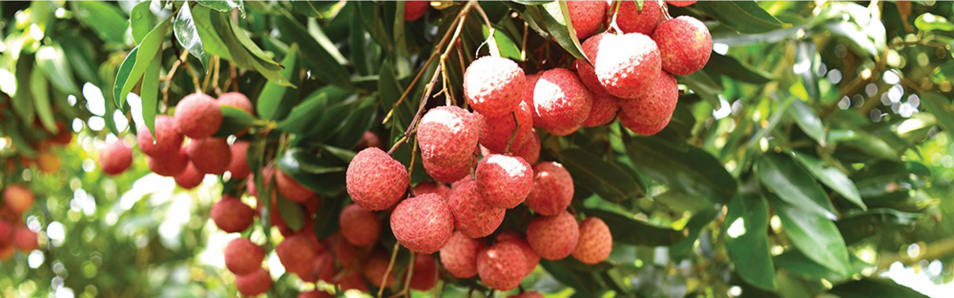 Sản xuất và tiêu thụ nông sản: Cần một tư duy đột phá