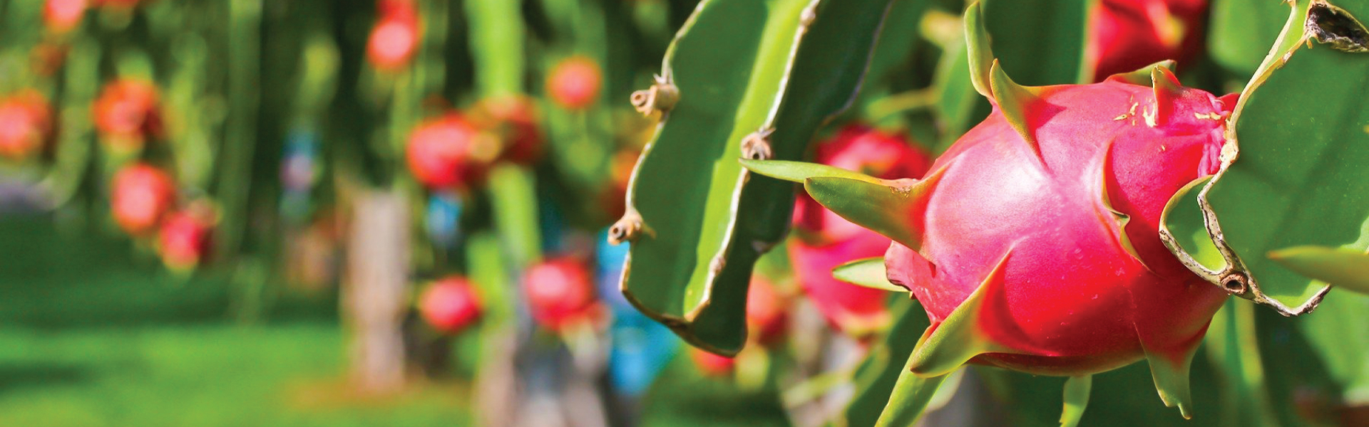 Để rau quả Việt vào thị trường Trung Quốc bằng con đường chính ngạch