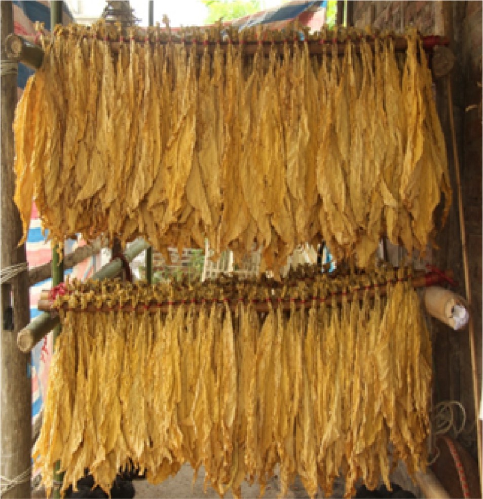 Kết quả nghiên cứu và ứng dụng lò sấy thuốc lá vàng theo nguyên lý thoát ẩm qua đường ống khói nhằm tiết kiệm nhiên liệu sấy và nâng cao chất lượng sản phẩm