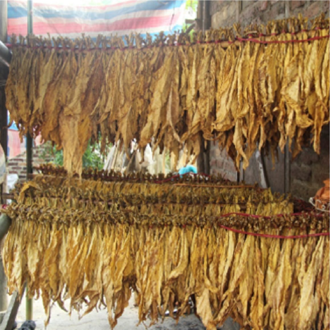 Kết quả nghiên cứu và ứng dụng lò sấy thuốc lá vàng theo nguyên lý thoát ẩm qua đường ống khói nhằm tiết kiệm nhiên liệu sấy và nâng cao chất lượng sản phẩm