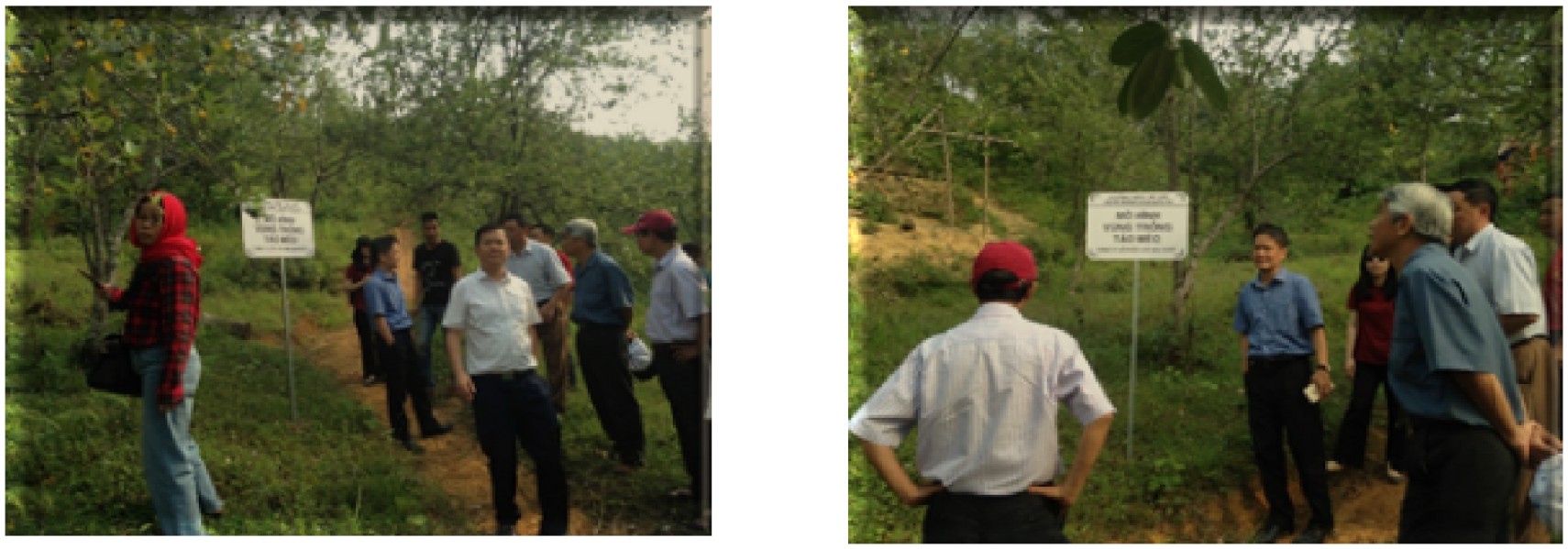 Thử nghiệm sản xuất trà và bột dinh dưỡng từ Táo mèo và Chùm ngây với việc ứng dụng công nghệ sấy bằng hồng ngoại