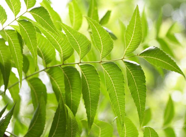 Xây dựng quy trình sản xuất dịch chiết lá neem Ninh Thuận bằng phương pháp cô đặc chân không và ứng dụng trong phòng ngừa sâu bệnh