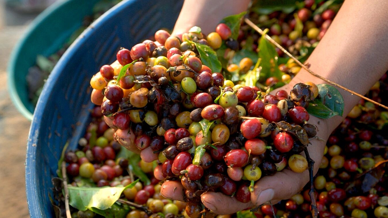 Giá cà phê hôm nay 14/10: Giá thu mua cà phê nhân niên vụ 2022/2023 tăng tới 50%