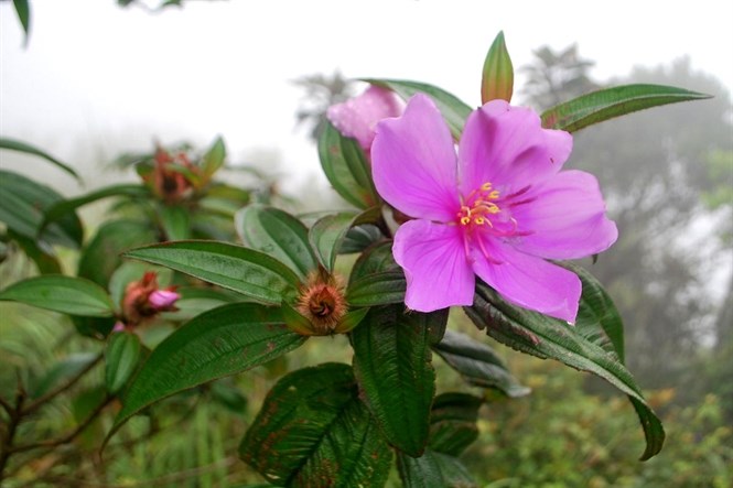 Khảo sát hàm lượng flavonoid tổng và hoạt tính kháng oxy hóa của cao chiết từ cây Mua (melastoma candidum)