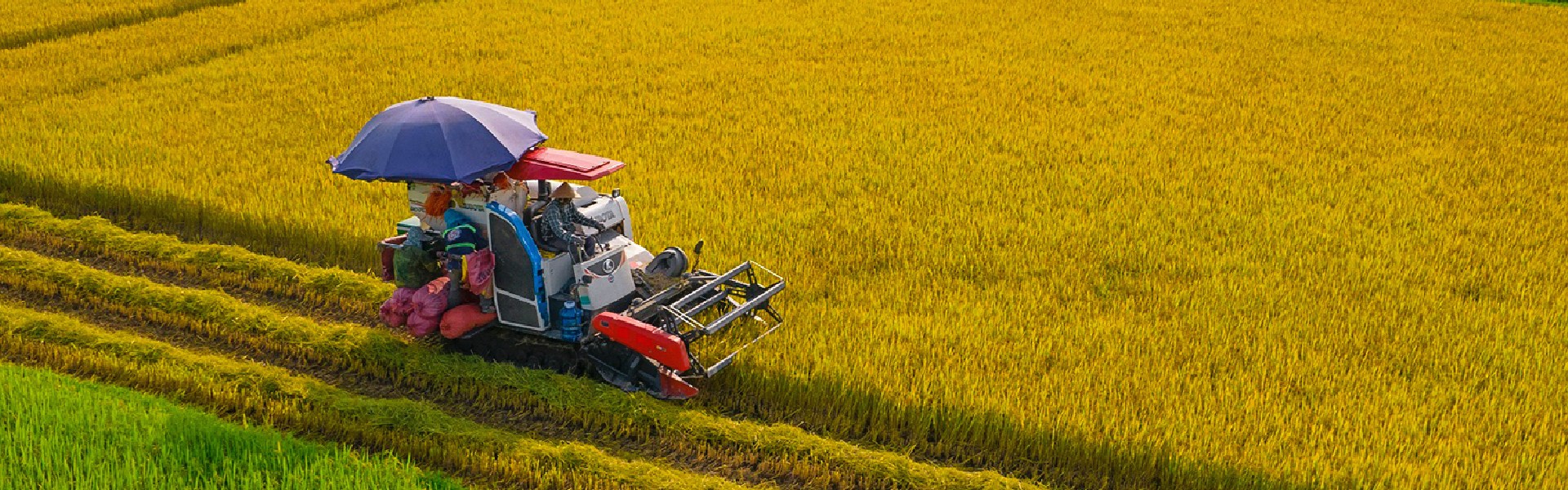 Đảm bảo an ninh lương thực & Xuất khẩu gạo bền vững