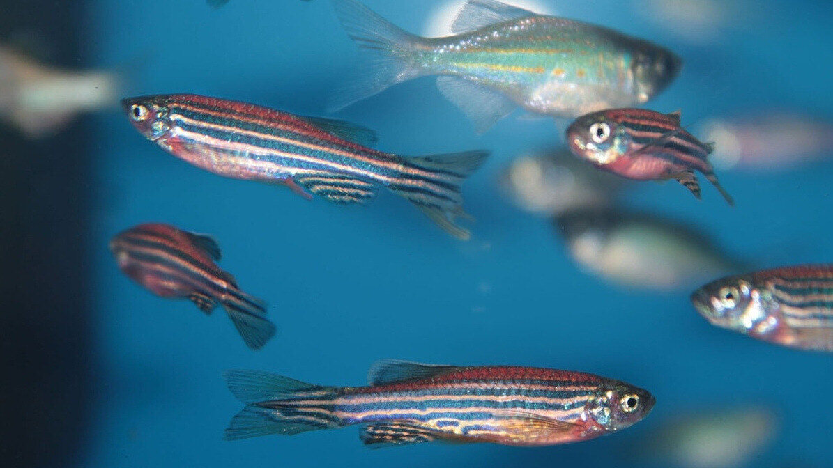 Assessing the impact of lead and cadmium accumulation on the development of Danio Rerio