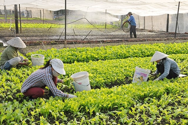 Đánh giá tổng quan tình hình nghiên cứu chính sách hỗ trợ phát triển hợp tác xã