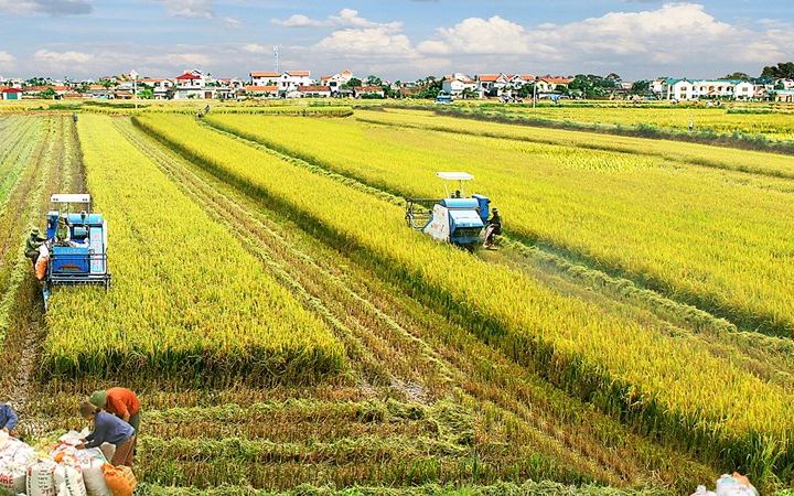 Các hình thức tích tụ ruộng đất chủ yếu trong nông nghiệp ở Việt Nam hiện nay