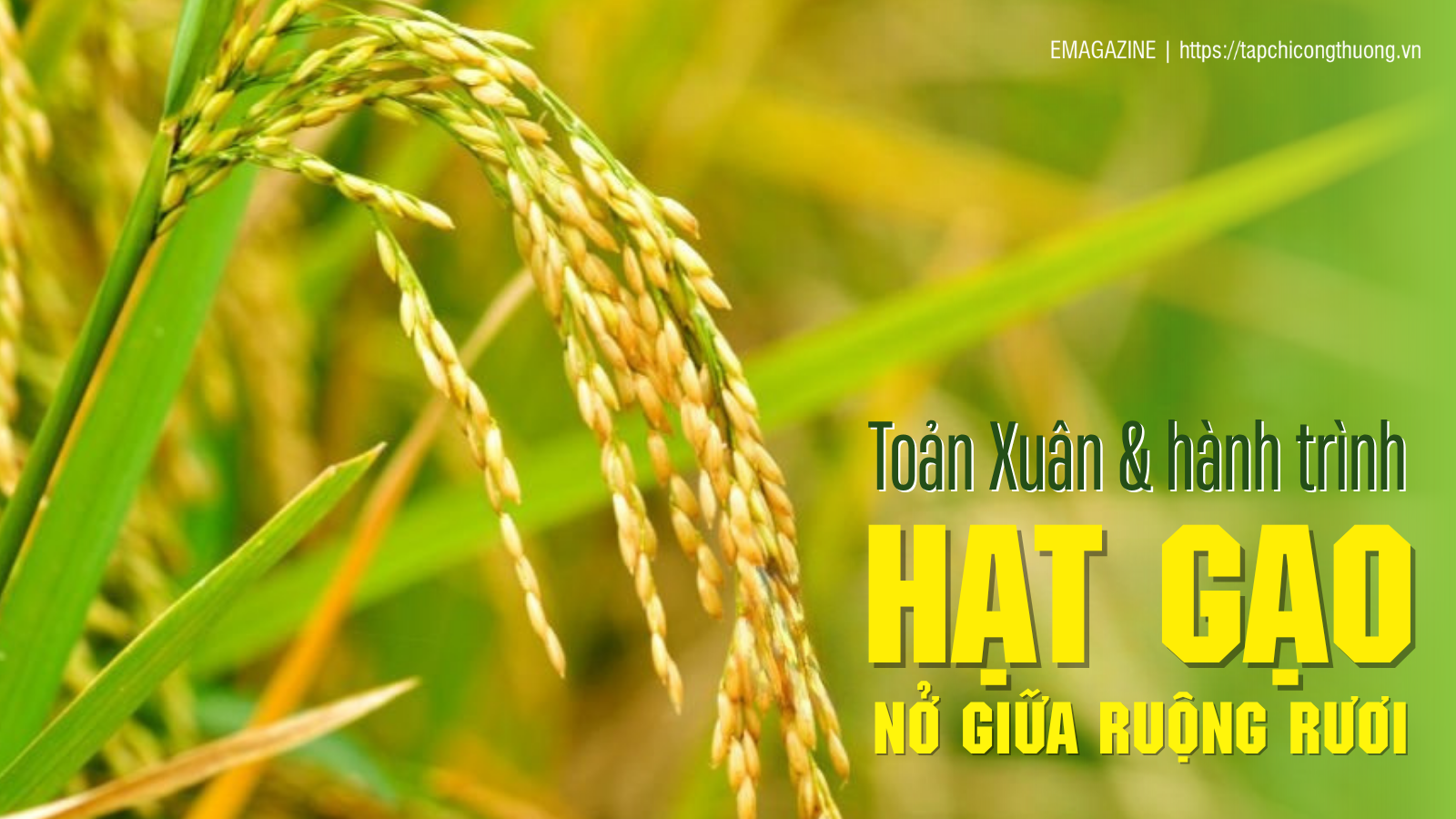 [eMagazine] Toản Xuân và hành trình “Hạt gạo nở giữa ruộng rươi”
