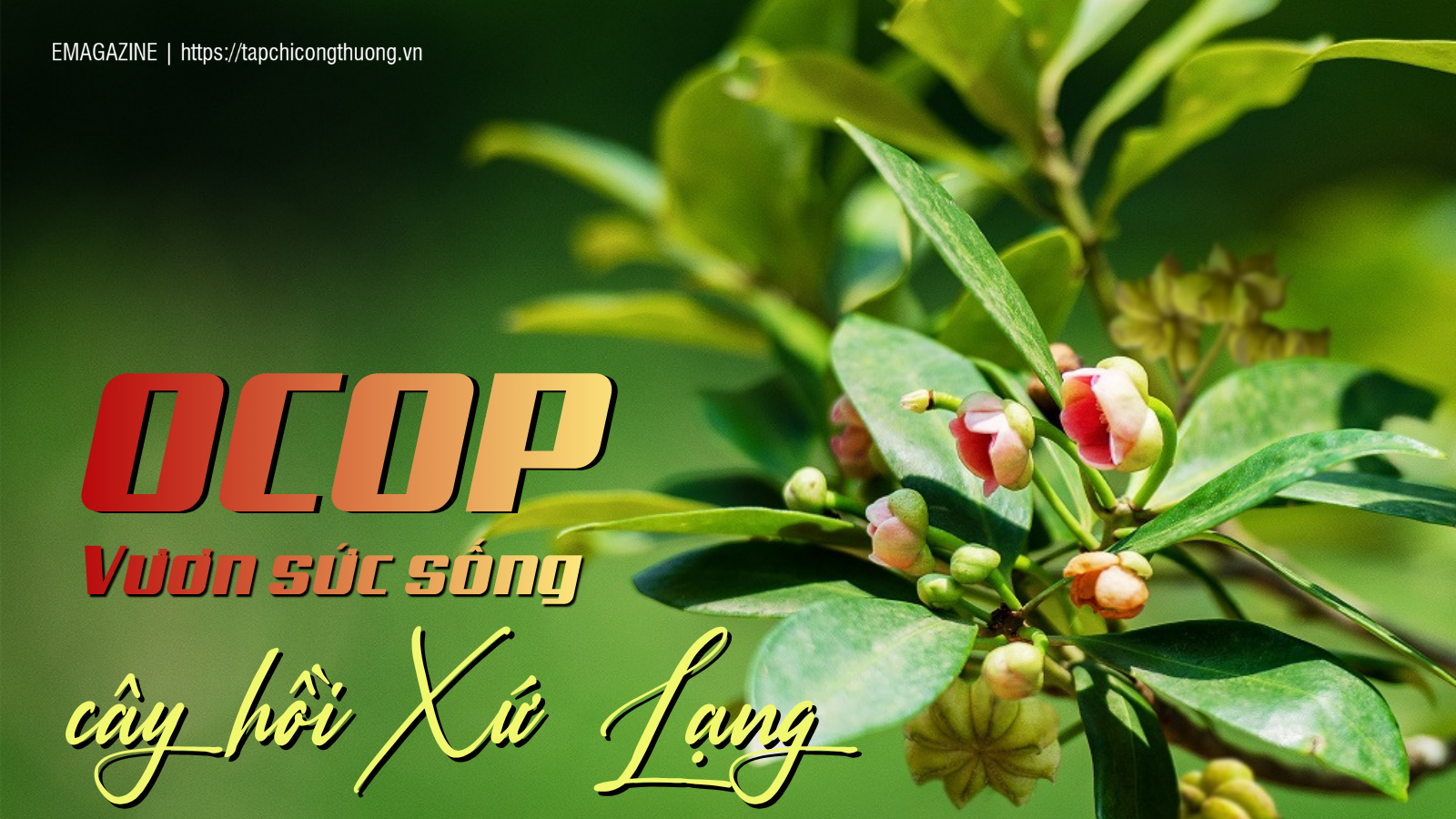 [eMagazine] OCOP - Vươn sức sống cây hồi Xứ Lạng