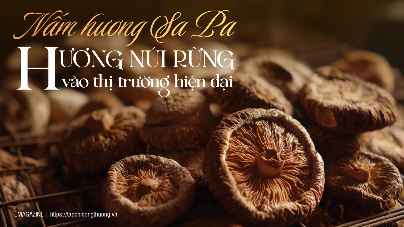 [eMagazine] Nấm hương Sa Pa: Hương núi vào thị trường hiện đại