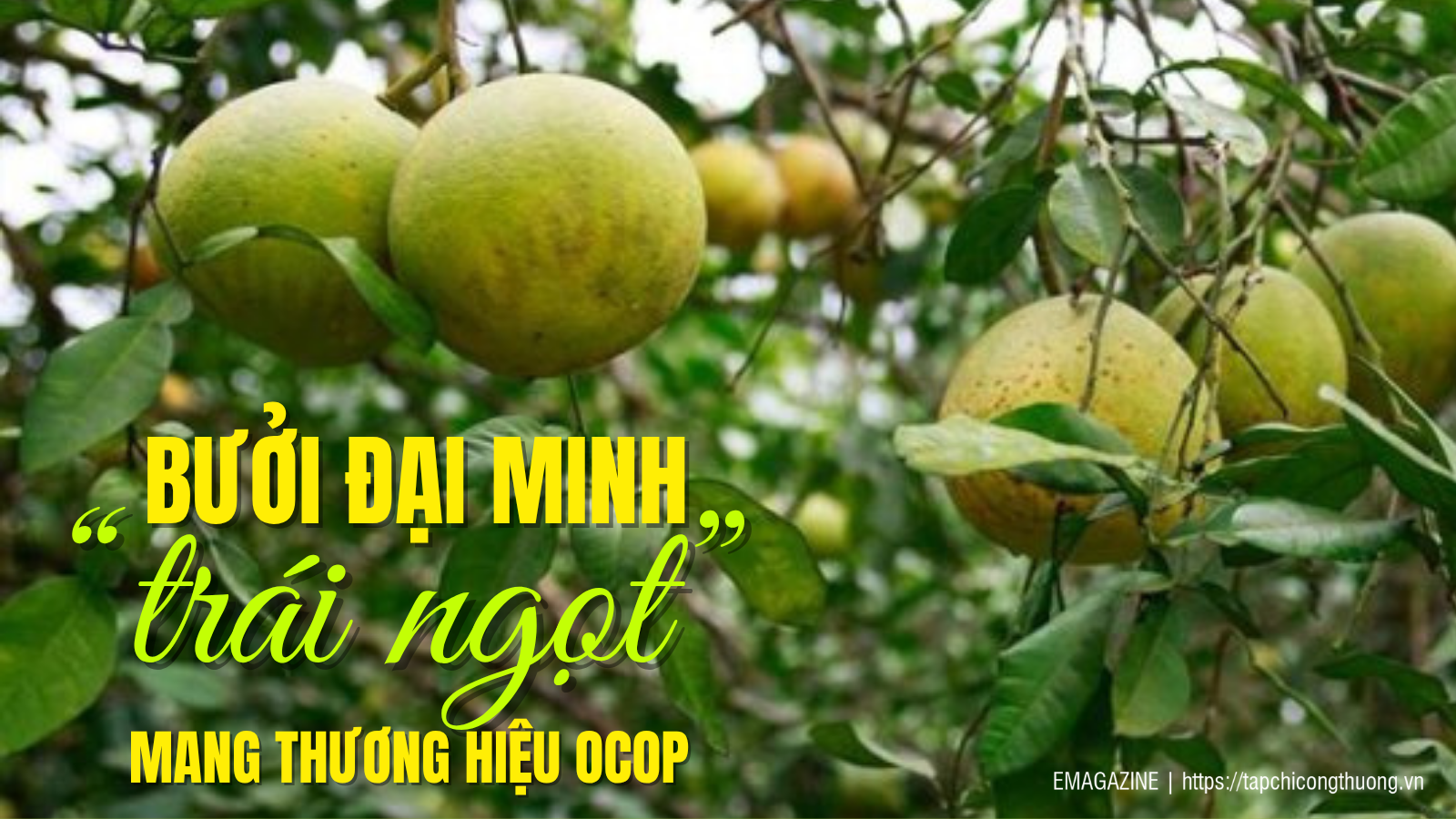 [eMagazine] Bưởi Đại Minh - “trái ngọt” mang thương hiệu OCOP