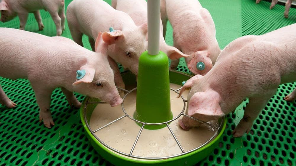 Đánh giá hiệu quả kinh tế mô hình chăn nuôi heo bản địa theo hướng hữu cơ tại xã Bác Ái và Bác Ái Động, tỉnh Khánh Hòa - Tạp chí Công Thương