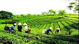 Một số giải pháp nâng cao hiệu quả quản lý nhà nước về kinh tế tập thể ở Việt Nam