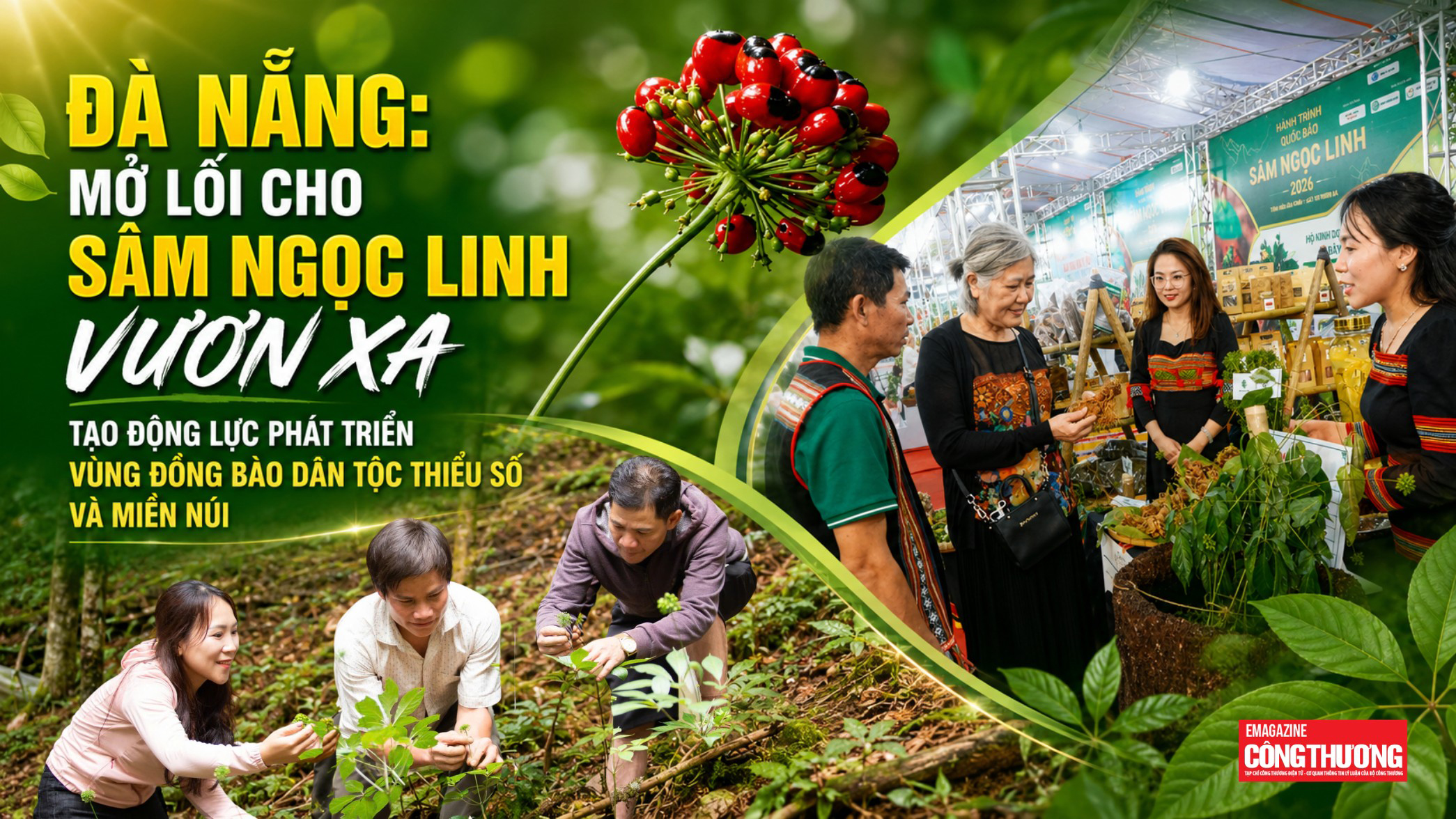 Đà Nẵng: Mở lối cho Sâm Ngọc Linh vươn xa, tạo động lực phát triển vùng đồng bào dân tộc thiểu số và miền núi