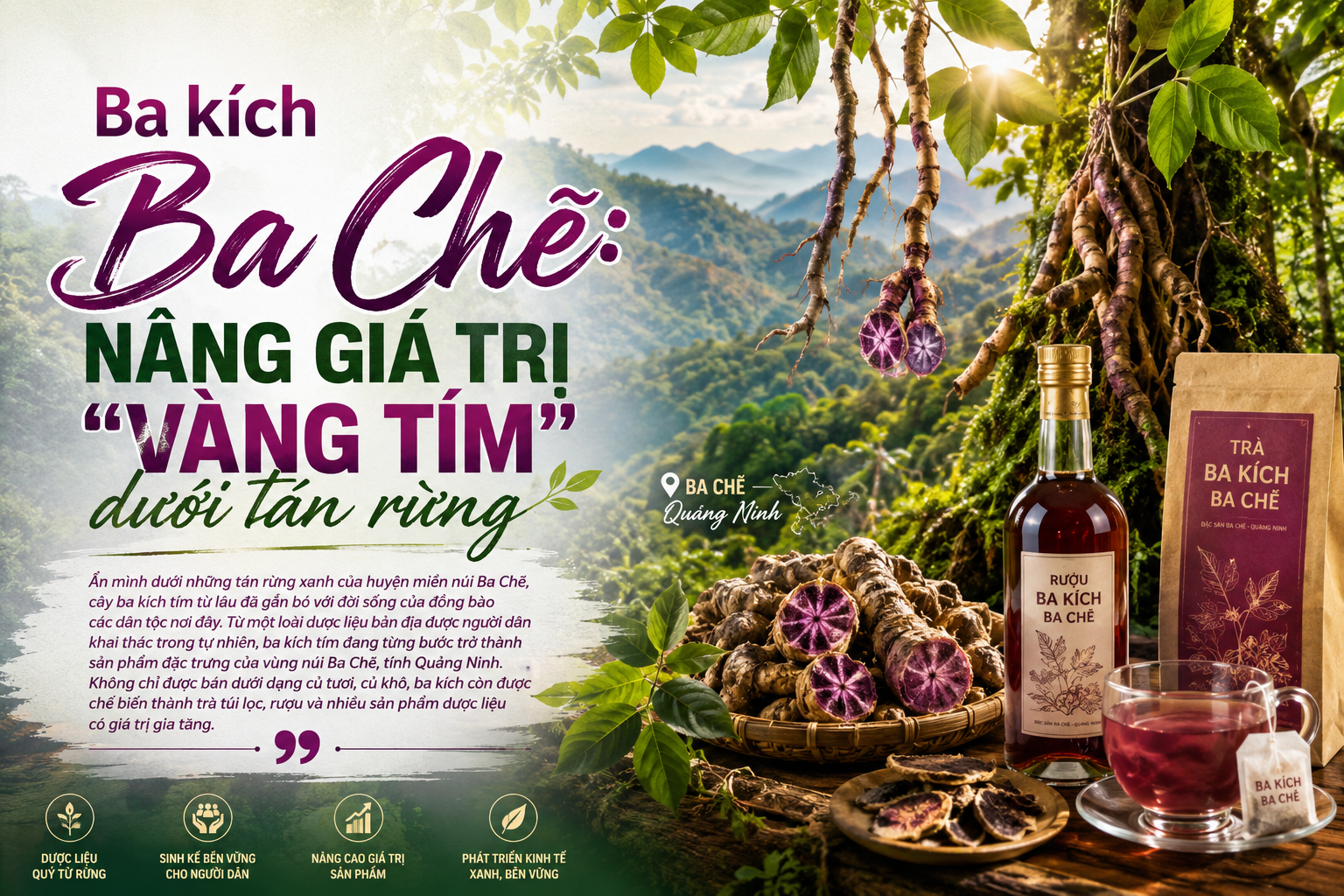[E-Magazine] Ba kích Ba Chẽ: Nâng giá trị “vàng tím” dưới tán rừng