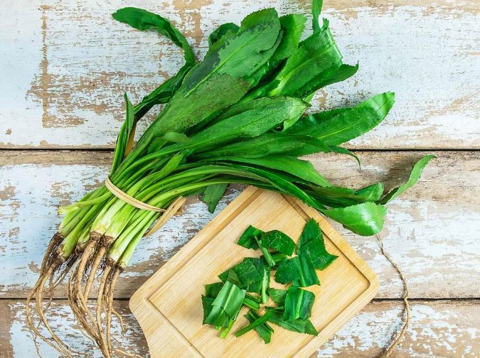 Xác định hàm lượng phenolic, flavonoid và saponin tổng số trong cây ngò gai (Eryngium foetidum L.)