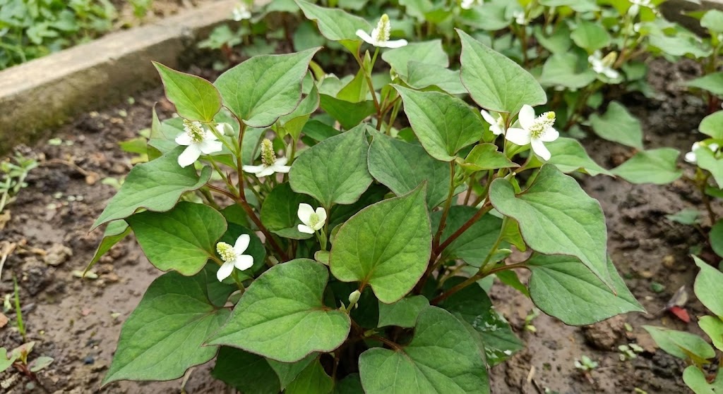 Xác định hàm lượng polyphenol, flavonoid và polysaccharide tổng số trong rau diếp cá (Houttuynia cordata Thunb.)