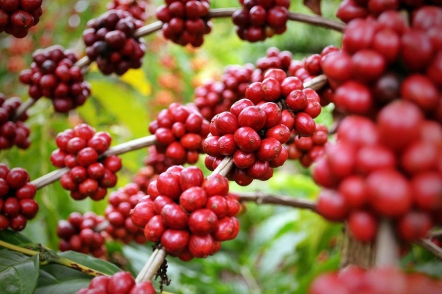 Giá cà phê 18/8: Brazil tăng mạnh xuất khẩu Robusta