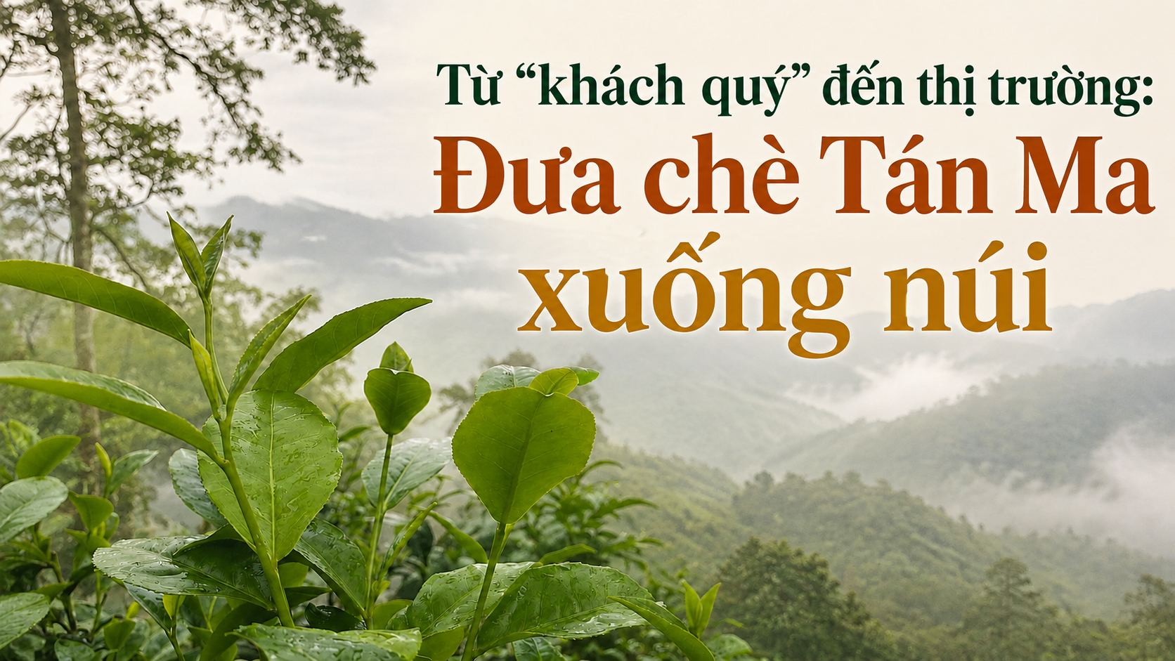 (eMagazine) Từ “khách quý” đến thị trường: Đưa chè Tán Ma xuống núi