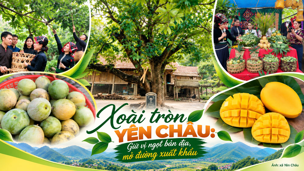 [Emagazine] Xoài tròn Yên Châu (Sơn La): Giữ vị ngọt bản địa, mở đường xuất khẩu