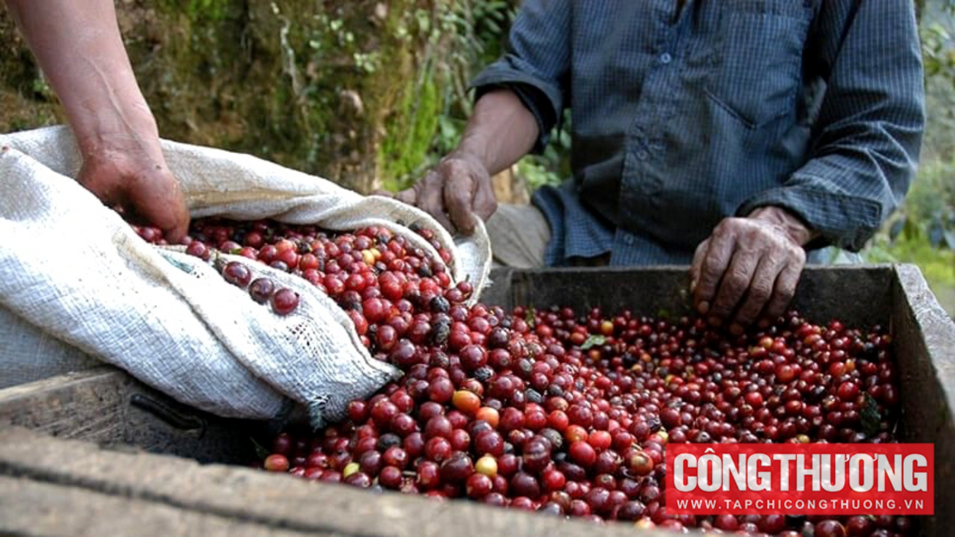 Việt Nam xuất khẩu 6 tỷ USD cà phê trong 8 tháng đầu năm