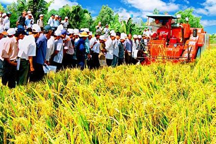 Phải liên kết các hộ sản xuất  qua các tổ hợp tác 