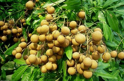 Ảnh hưởng của biện pháp khoanh vỏ, CHLORATE KALI và GIBBERELIC ACID đến sự ra hoa trên cây nhãn xuồng cơm vàng (Dimocarpus longan Lour)