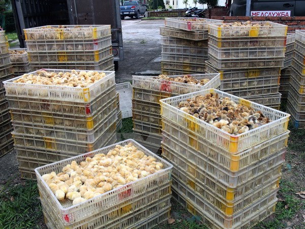 Cao Bang seized smuggled chicken from China