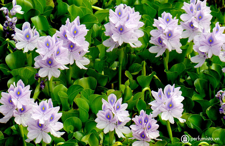 Nitrogen and Phosphorus Removal from Nutrient Pollution by Cyperus Alternifolius and Eichhornia Crassipes in A Lab Scale Constructed Wetland