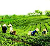 Một số giải pháp nâng cao hiệu quả quản lý nhà nước về kinh tế tập thể ở Việt Nam