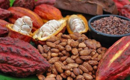 Xuất khẩu ca cao sang Bắc Âu: Doanh nghiệp cần đáp ứng đầy đủ tiêu chuẩn an toàn thực phẩm của châu Âu