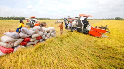 Nhiều thị trường tăng chào mua gạo Việt