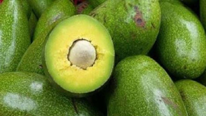 Nông dân Đắk Lắk nâng cao thu nhập từ trái bơ