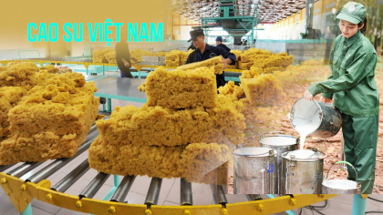 Cao su Việt Nam (GVR): Thời tới, giá cao su xuất khẩu lên đỉnh 2 năm