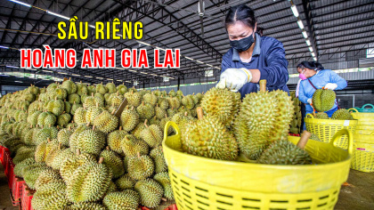 Hoàng Anh Gia Lai (HAG) kỳ vọng xử lý hết lỗ luỹ kế nhờ sầu riêng