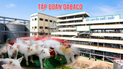 Kỳ vọng Tập đoàn Dabaco (DBC) hưởng trọn "sóng giá heo"