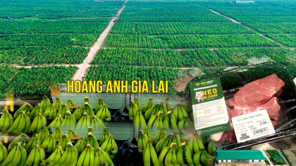 Hoàng Anh Gia Lai (HAG) nói gì về nghi ngờ không thể hoạt động liên tục?
