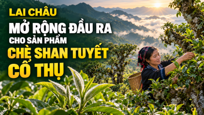Lai Châu: Mở rộng đầu ra cho sản phẩm chè Shan tuyết cổ thụ