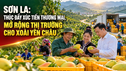 Sơn La: Thúc đẩy xúc tiến thương mại, mở rộng thị trường cho xoài Yên Châu