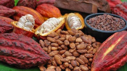 Xuất khẩu ca cao sang Bắc Âu: Doanh nghiệp cần đáp ứng đầy đủ tiêu chuẩn an toàn thực phẩm của châu Âu