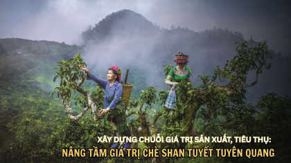 Xây dựng chuỗi giá trị sản xuất, tiêu thụ: Nâng tầm giá trị chè Shan tuyết Tuyên Quang