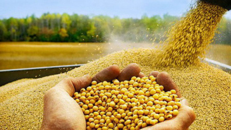 Giá xuất khẩu lúa mì Nga ổn định trong khi giá đậu tương tiếp tục đà giảm